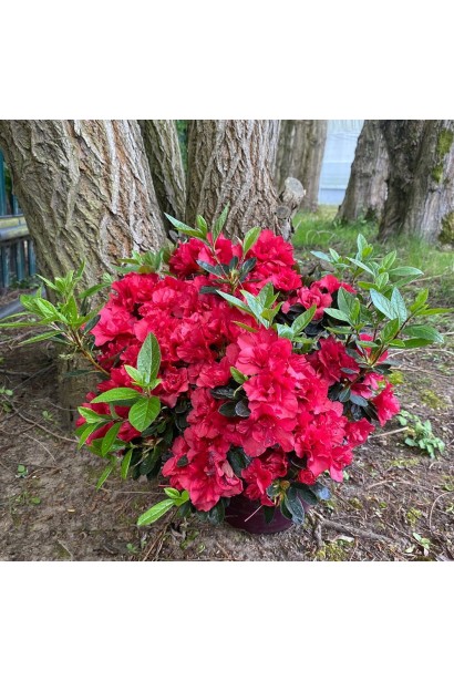 Рододендрон Анкор Отм Фаєр